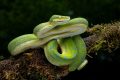 Inside the Python Digestive System That Can Melt Bones - A-Z Animals