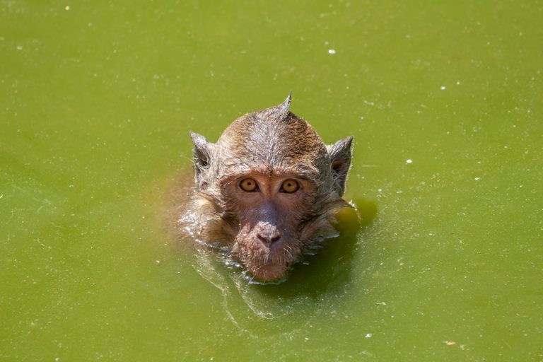 Crab-eating macaque (Macaca fascicularis, Long-tailed macaque) in water looking at the camera, monkey in the family Cercopithecidae, primate native to Southeast Asia.
