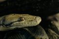 Inside the Python Digestive System That Can Melt Bones - A-Z Animals