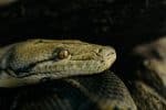 Inside the Python Digestive System That Can Melt Bones - A-Z Animals