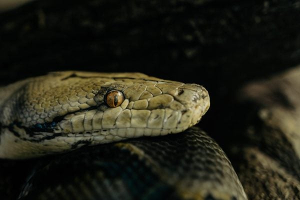 Inside the Python Digestive System That Can Melt Bones - A-Z Animals