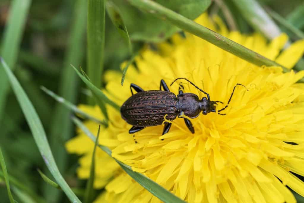 a ground beetle on a dandelion
