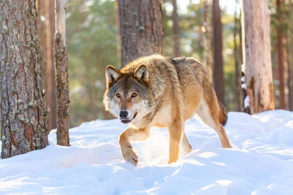 Timber wolf in snowy sunny winter forest. European wolf Canis Lupus in natural habitat. Wild life