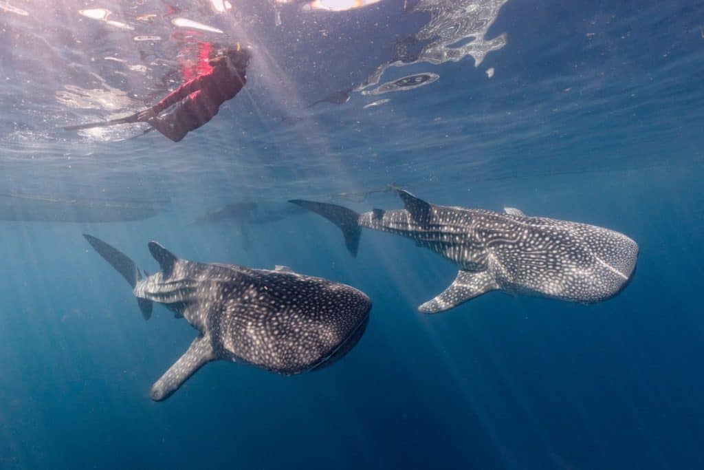 10 JawDropping Shark Facts That Will Change the Way You See Them