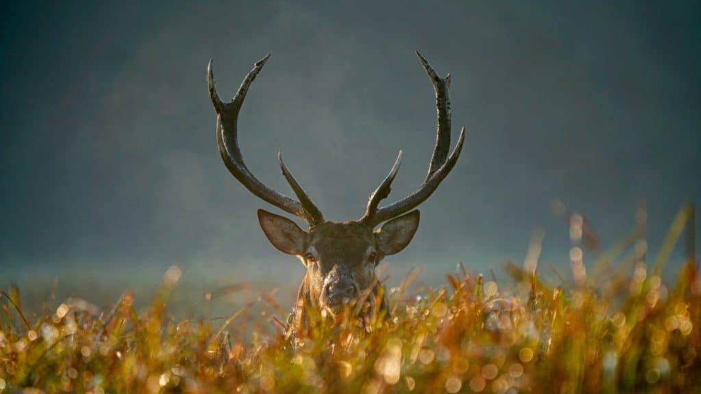 Red deer (Cervus elaphus) with huge antlers. Rutting time