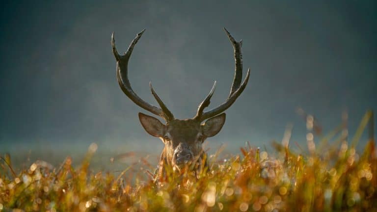 Red deer (Cervus elaphus) with huge antlers. Rutting time