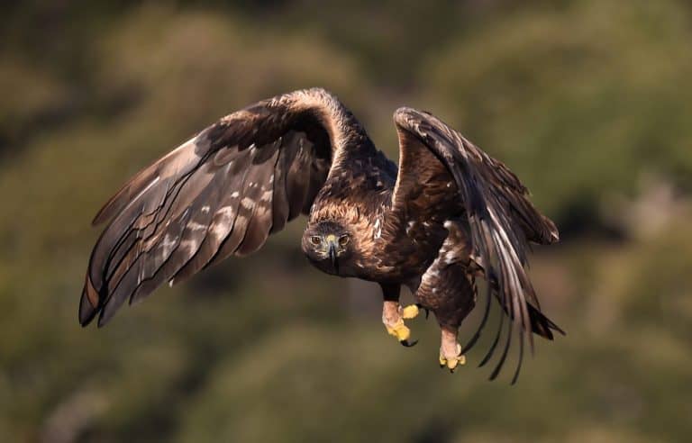 a majestic golden eagle in the mountain in spain