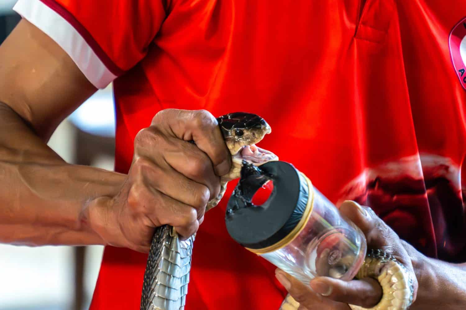 Milking a King Cobra