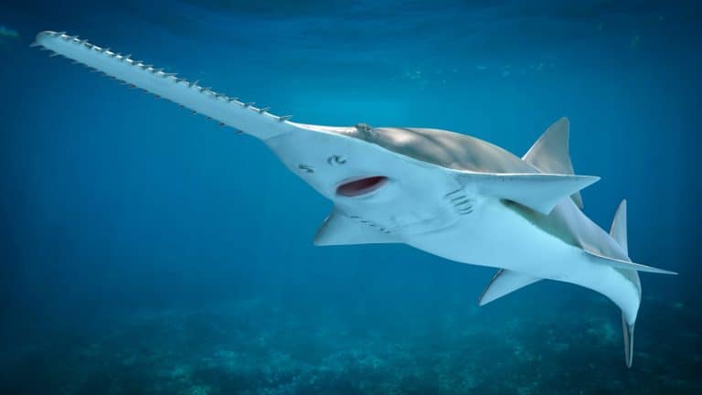 Sawfish Marine Creature with Detailed