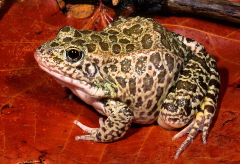 Crayfish frog, Lithobates areolatus, a large frog of the central and southern United States, that spends most of its life in the burrows of large crayfishes.