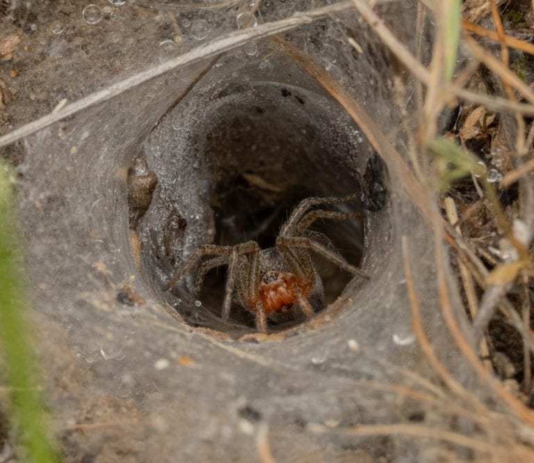 The image depicts a close-up of a spider near the entrance of its web, located in the grass. The spider has reddish-brown legs and a dark body, likely a funnel-web or grass spider