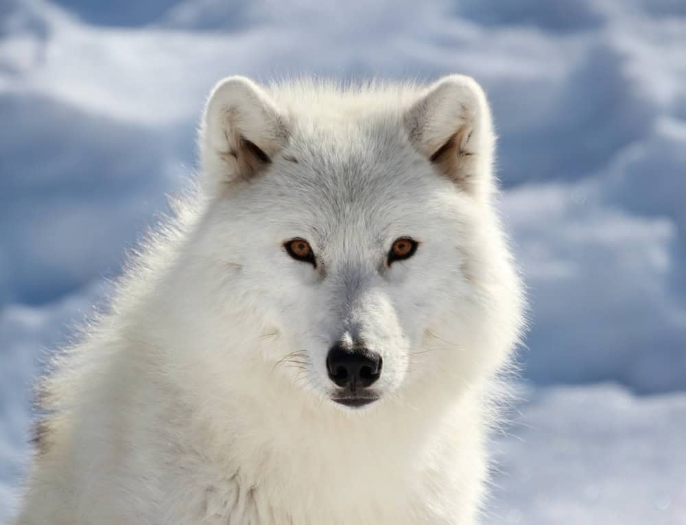 face of big arctic wolf,