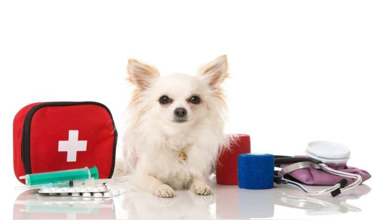 Dog with first aid kit