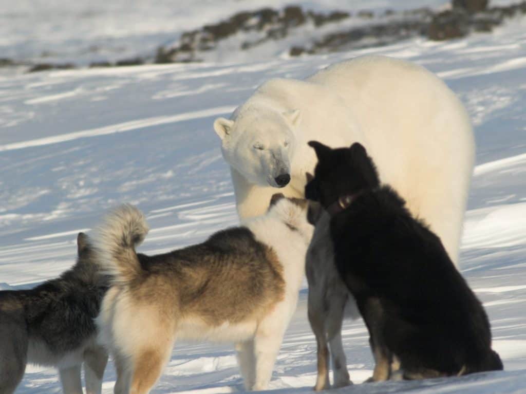 Polar bear with dogs