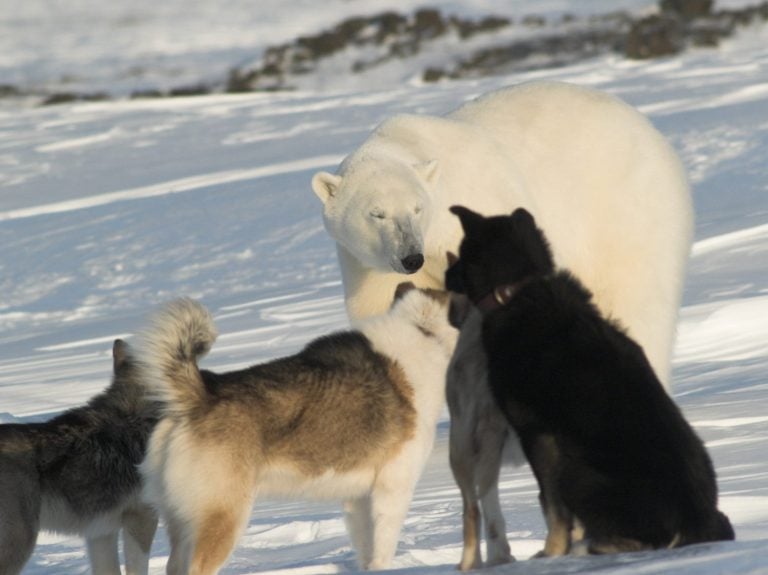Polar bear with dogs