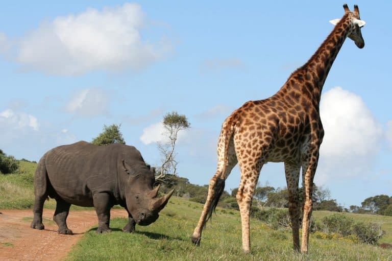 A white rhino and giraffe interacting