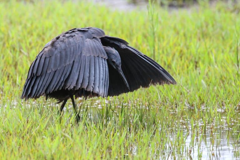 Black heron hunting for fish and frogs in shallow water, South Africa