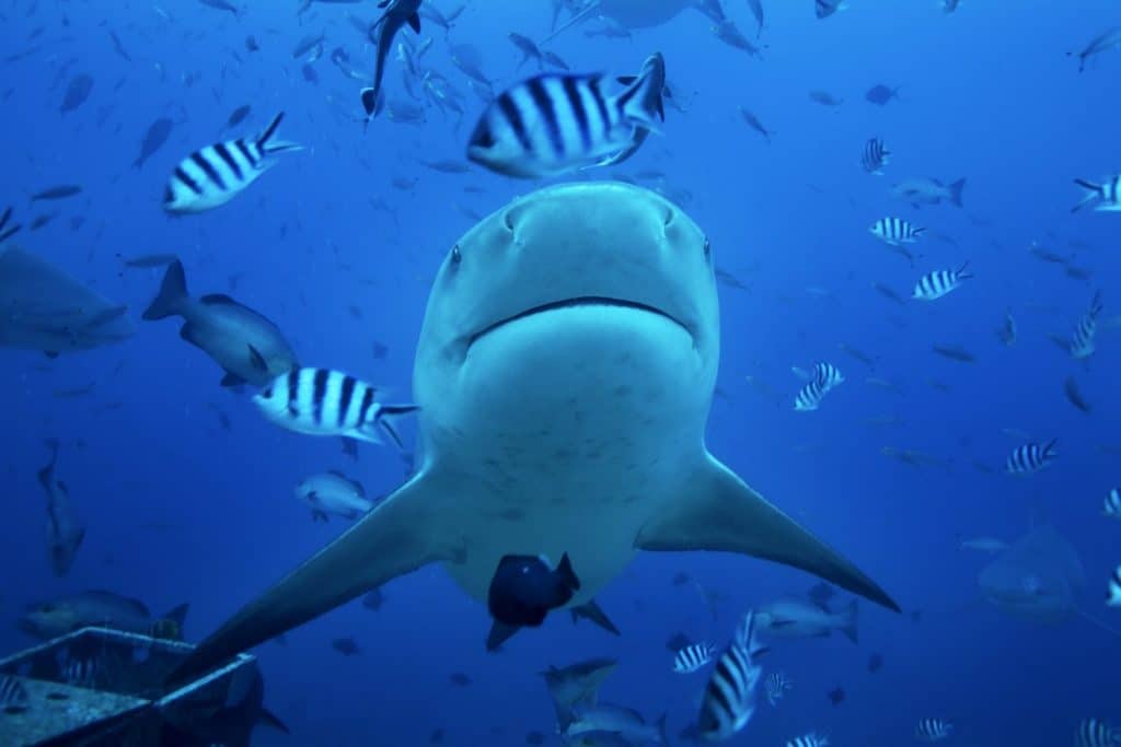 bull shark, carcharhinus leucas, Beqa lagoon, Fiji