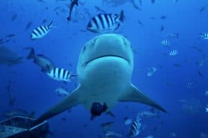 bull shark, carcharhinus leucas, Beqa lagoon, Fiji
