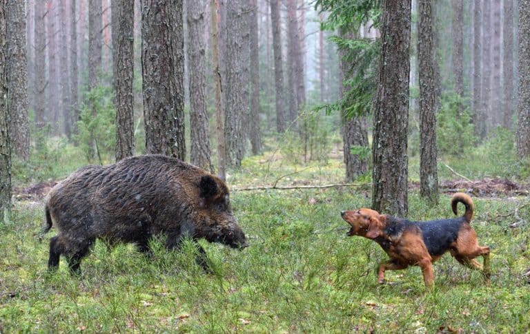 Belarusian Gonchak hound, a National dog breed of Belarus, hunting on wild boar in green forest