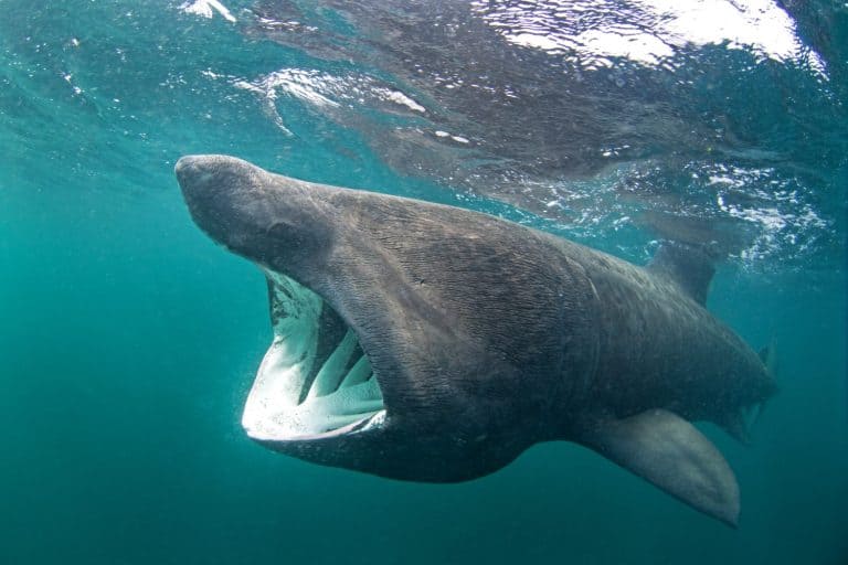 Basking Shark