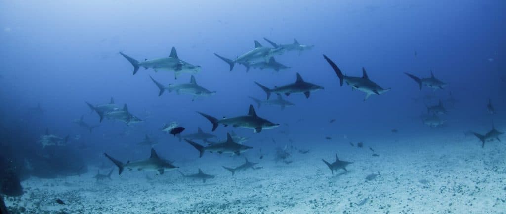 School of scalloped hammerhead sharks swimming over a sandy ocean floor, Darwin Island, Galapagos Islands, Ecuador.