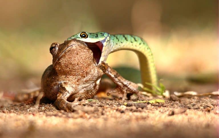 Spotted Bush Snake Strike