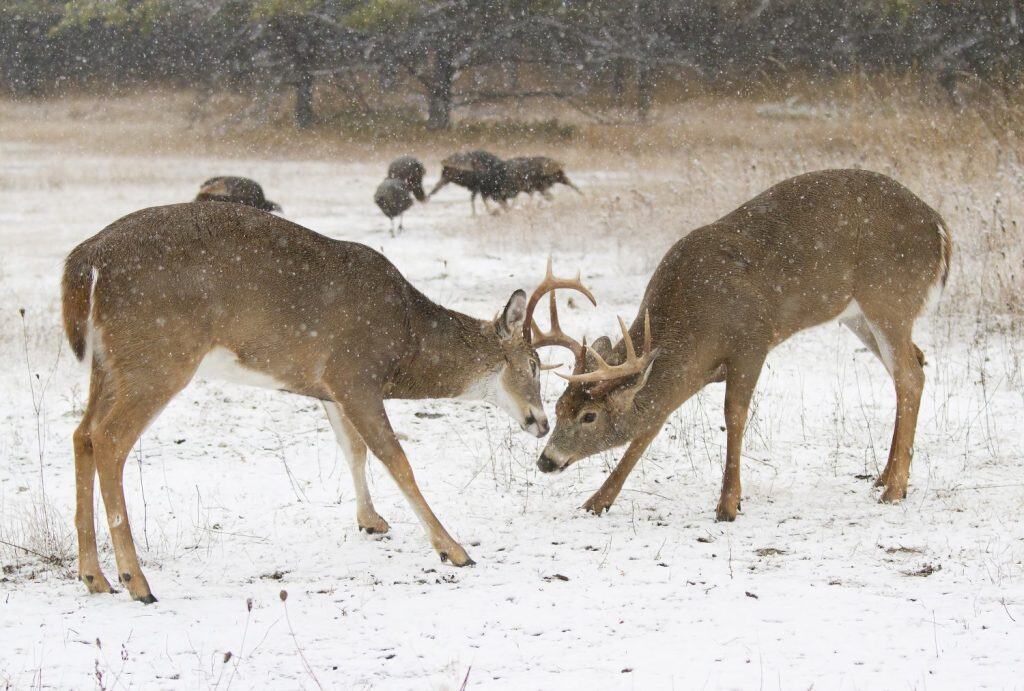 Two white-tailed deer bucks fighting during rutting season on a snowy day in Canada