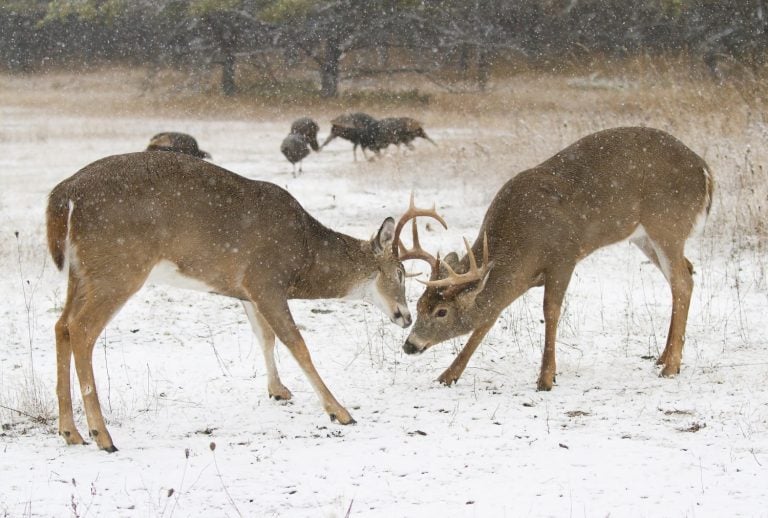 Two white-tailed deer bucks fighting during rutting season on a snowy day in Canada