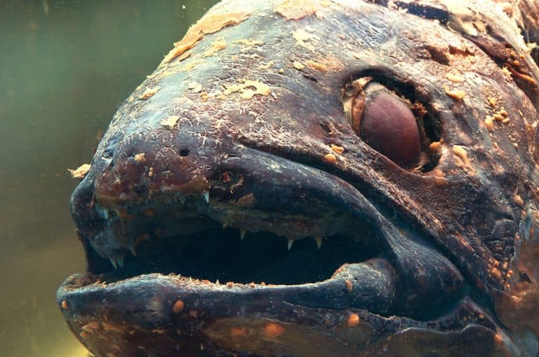 Latimeria or Coelacanth (Latimeria chalumnae Smith), A living fossil, the oldest known living lineage of Sarcopterygii (lobe-finned fish and tetrapods).