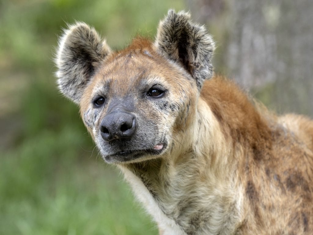 Spotted hyena, Crocuta crocuta, curiously observes photographer