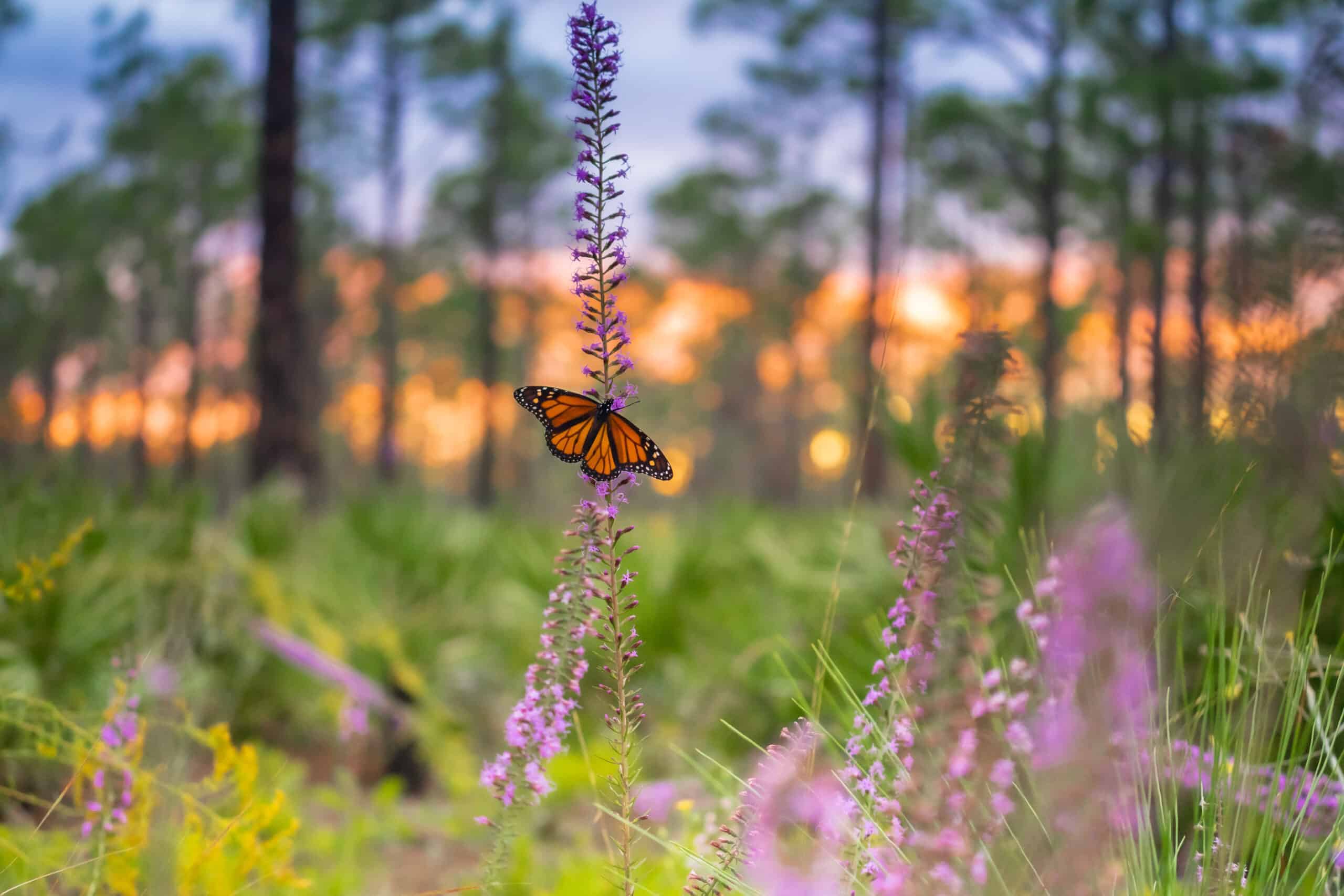 A monarch butterfly in a flower during sunset in Florida State Park