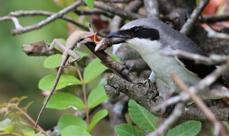Loggerhead Shrike Impailing An Anole!