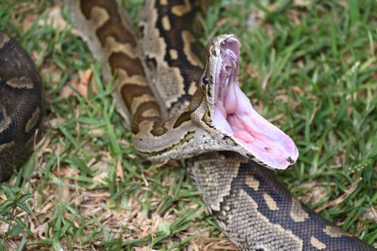 Closeup of a Southern African Rock Python yawning, opening her mouth