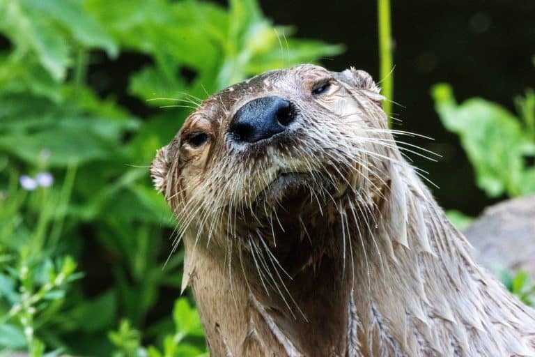 North American River Otter (Lontra canadensis)  close up looking at the camera
