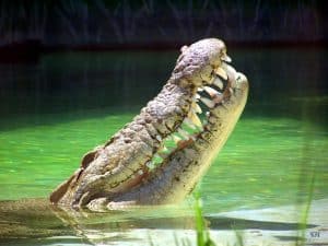 Crocodile smile.