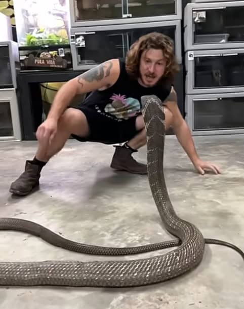 Have you ever heard a king cobra growl
