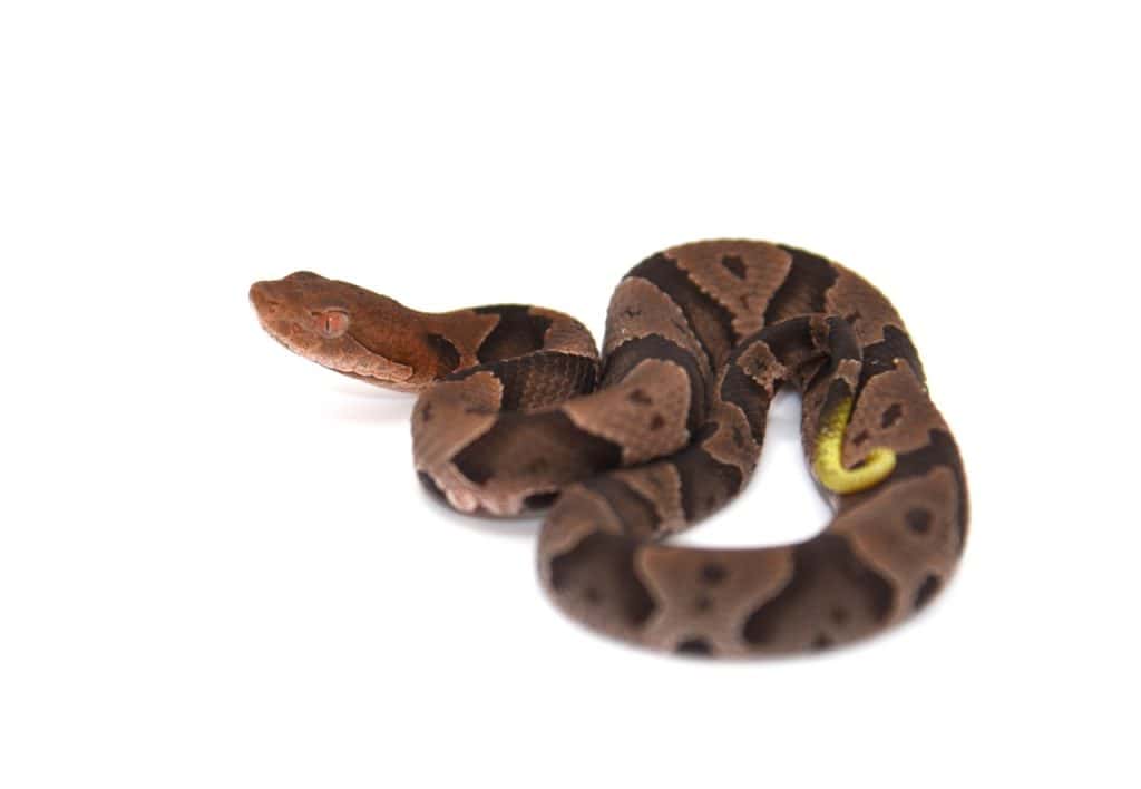 Copperhead