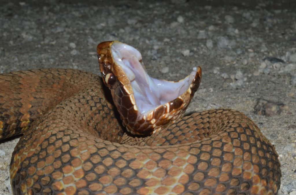 Cottonmouth