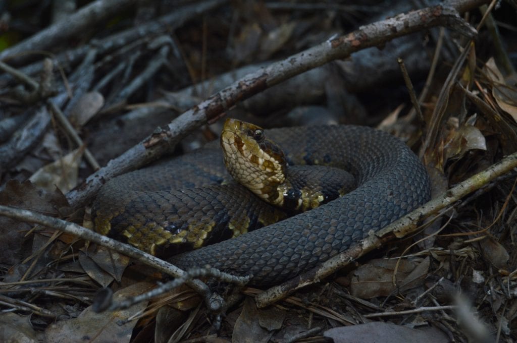Cottonmouth