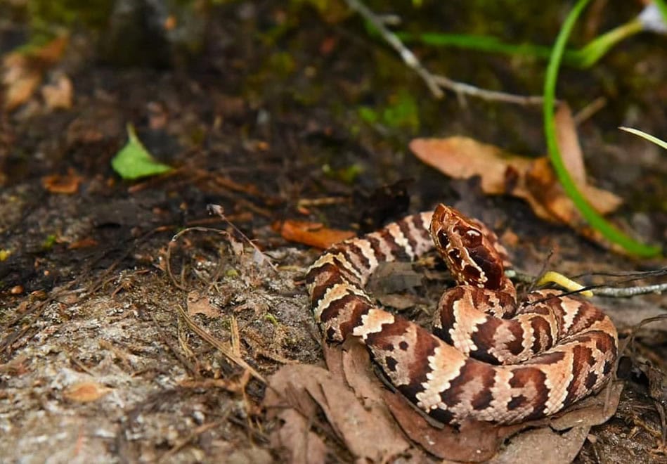 Cottonmouth