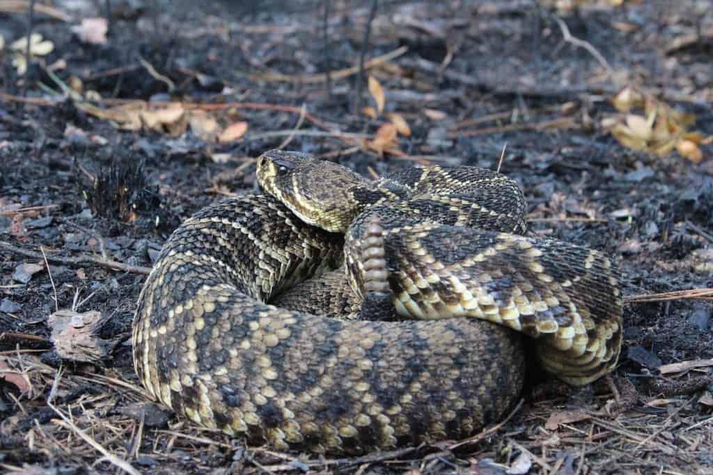 Eastern diamondback rattlesnake