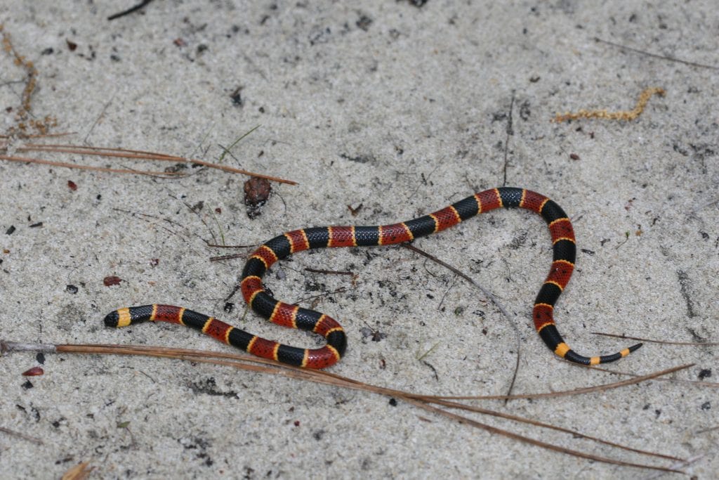 Coral Snake