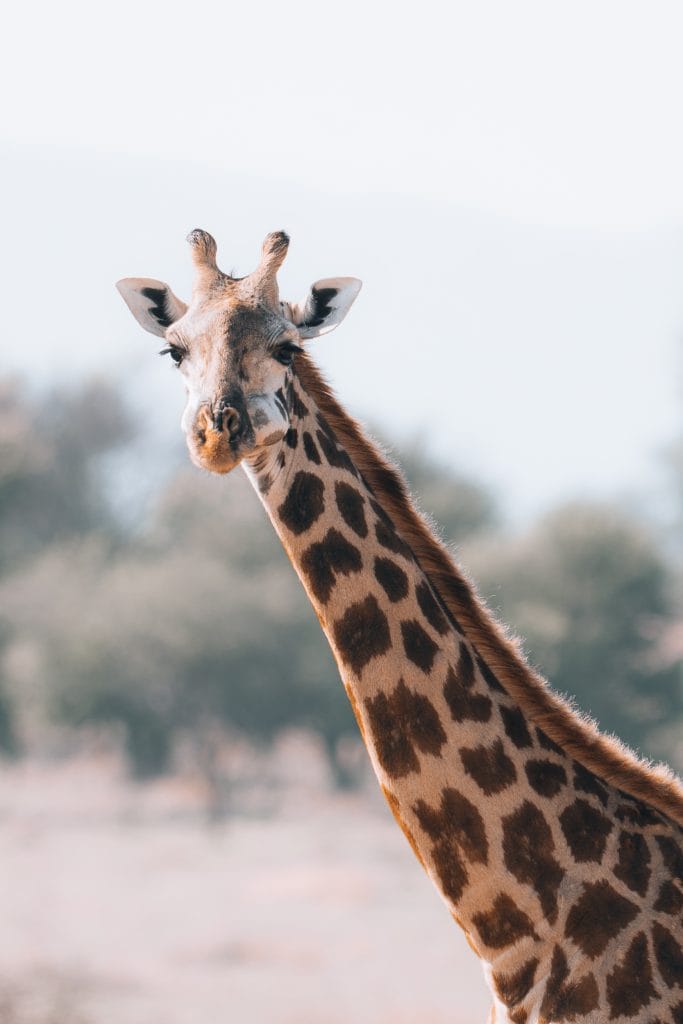 giraffe