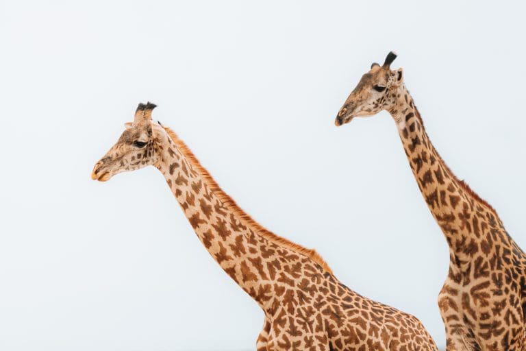 two giraffes