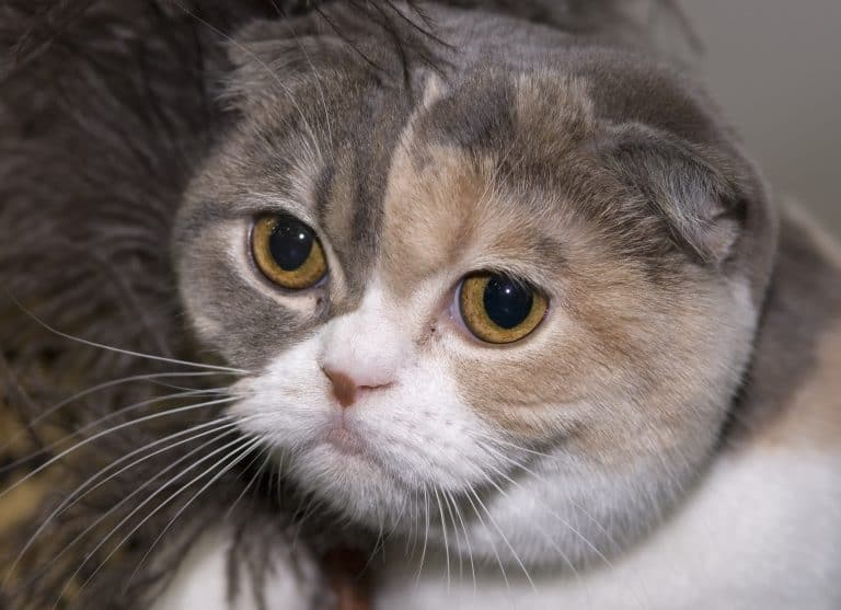Calico cat breeds