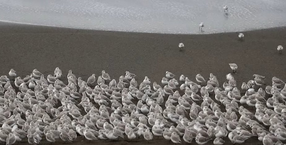 What are these birds and why are they running from water