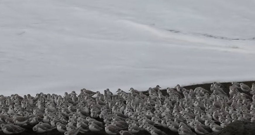 What Are These Birds, and Why Are They Running From the Water?