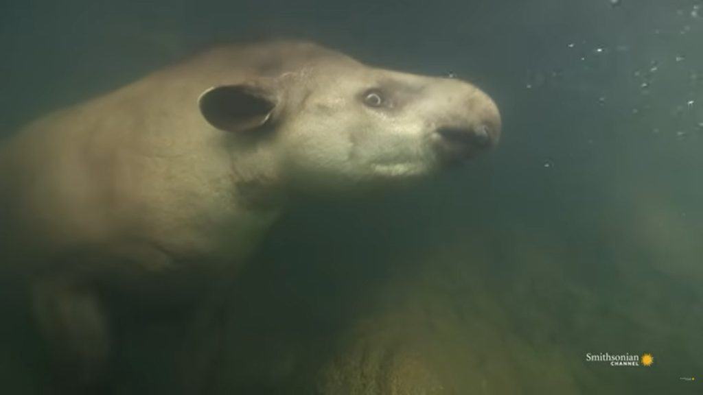 Tapir swimming in water