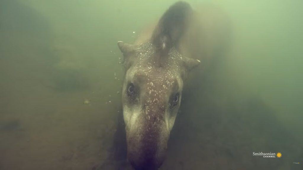 Tapir swimming in water